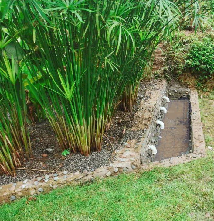 Planted constructed wetland beside an open outlet collection channel with several pipe outlets